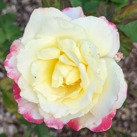 dms5247